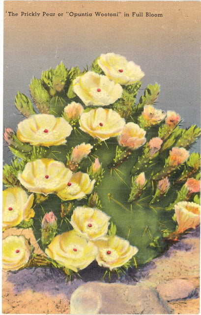 The Prickly Pear or Opuntia Wootoni in Full Bloom - Carey's Emporium