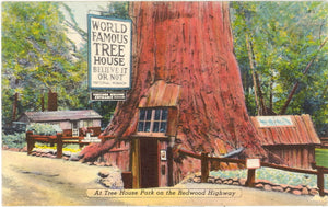 At Tree House Park on the Redwood Highway, CA - Carey's Emporium