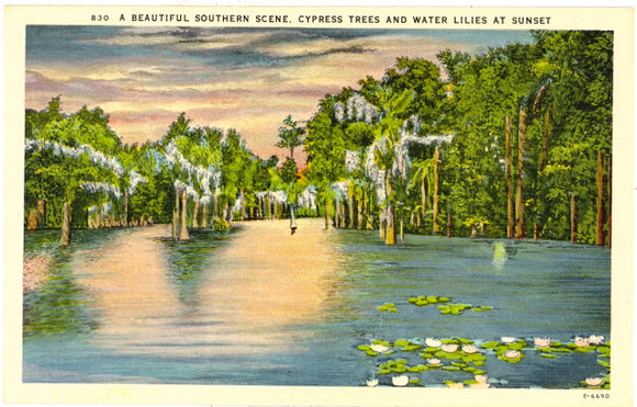 A Beautiful Southern Scene, Cypress Trees and Water Lilies at Sunset - Carey's Emporium