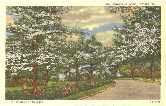 Dogwood in Bloom, Atlanta, GA - Carey's Emporium