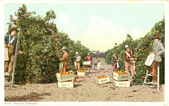 Picking Oranges - Carey's Emporium