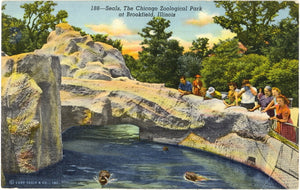 Seals, The Chicago Zoological Park at Brookfield, Chicago, IL - Carey's Emporium