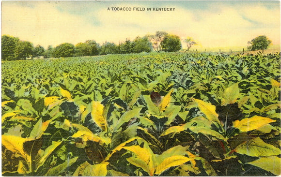 A Tobacco Field in Kentucky - Carey's Emporium