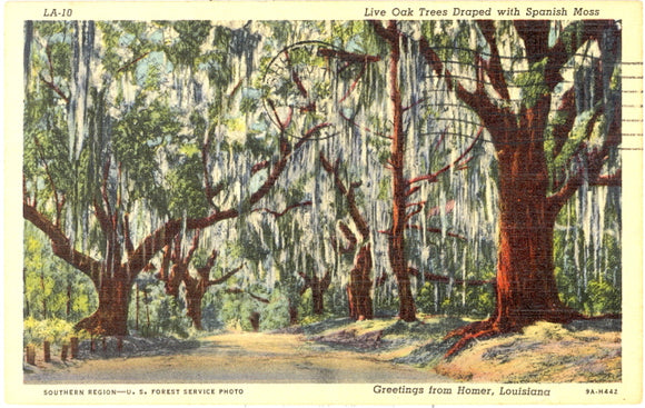 Live Oak Trees Draped With Spanish Moss, Greetings from Homer, LA - Carey's Emporium