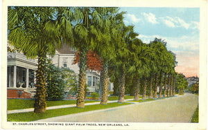 St. Charles Street, Showing Giant Palm Trees, New Orleans, LA - Carey's Emporium