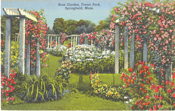 Rose Garden, Forest Park, Springfield, MA - Carey's Emporium