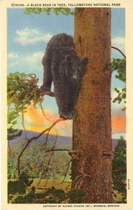 A Black Bear in Tree, Yellowstone National Park