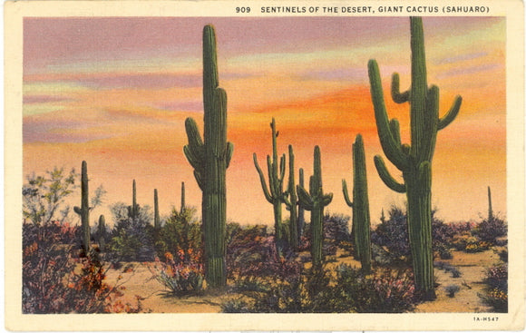Sentinels of the Desert, Giant Cactus (Sahuaro) - Carey's Emporium