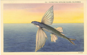 Flying Fish, Catalina Island, CA