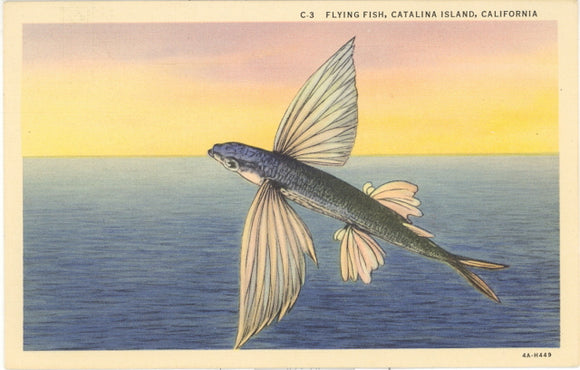 Flying Fish, Catalina Island, CA