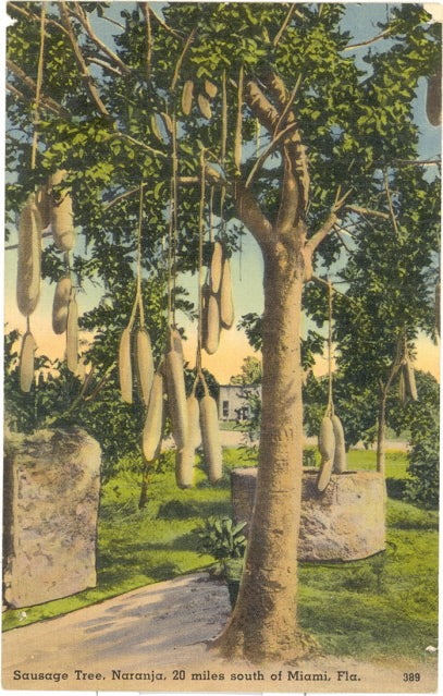 Sausage Tree, Naranja, 20 miles south of Miami, FL - Carey's Emporium