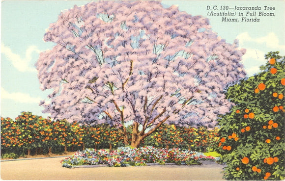 Jacaranda Tree (Acutifolia) in Full Bloom, Miami, FL - Carey's Emporium