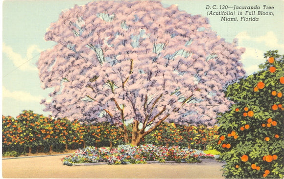 Jacaranda Tree (Acutifolia) in Full Bloom, Miami, FL - Carey's Emporium
