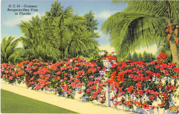 Crimson Bougainvillea Vine in Florida - Carey's Emporium