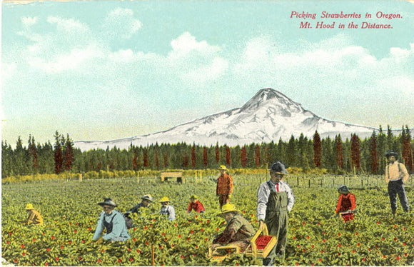 Picking Strawberries in Oregon, Mt. Hood in the Distance, OR - Carey's Emporium