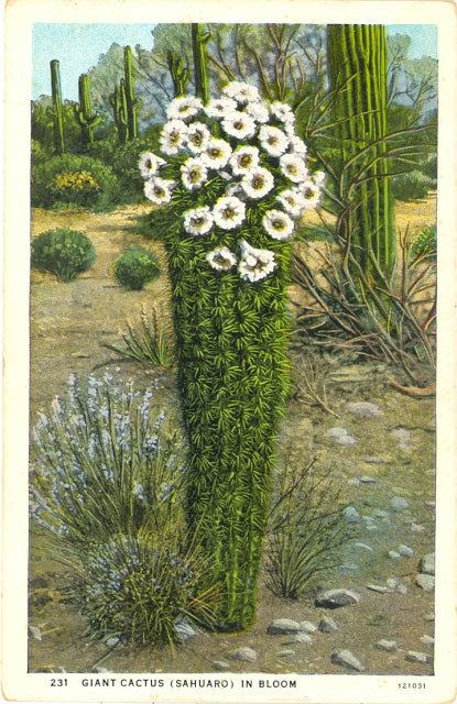 Giant Cactus (Sahuaro) in Bloom - Carey's Emporium