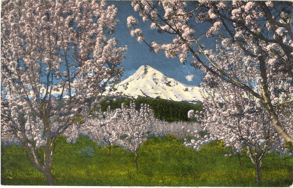 Mt. Hood at Apple Blossom Time in Oregon - Carey's Emporium
