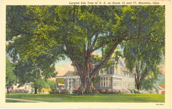 Largest Elm Tree in U.S. on Route 12 and 77, Marietta, OH - Carey's Emporium