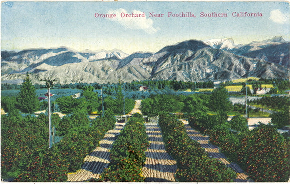 Orange Orchard, Near Foothills, Southern California Los Angeles, CA - Carey's Emporium