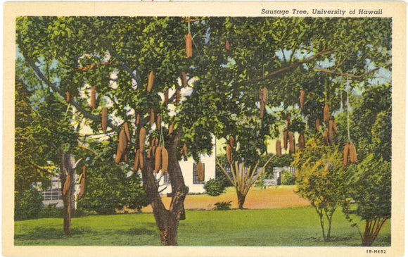Sausage Tree, HI - Carey's Emporium