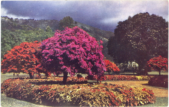 Hope Botanical Gardens, Jamaica, B.W.I. - Carey's Emporium
