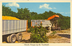 Florida Oranges by the Truckload - Carey's Emporium