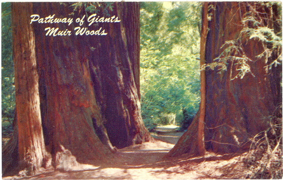 Muir Woods in the California Redwoods - Carey's Emporium