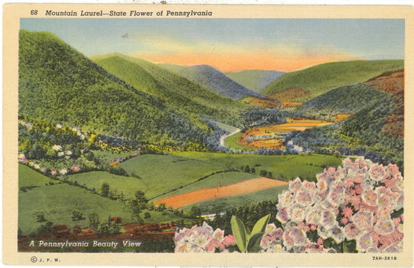 Mountain Laurel--State Flower of Pennsylvania - Carey's Emporium