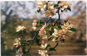 Apple Blossoms, Eastern Washington - Carey's Emporium