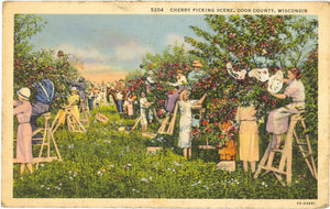 Cherry Picking Scene, Door County, WI - Carey's Emporium