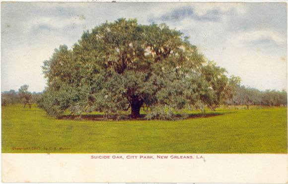 Suicide Oak, City Park, New Orleans, LA - Carey's Emporium