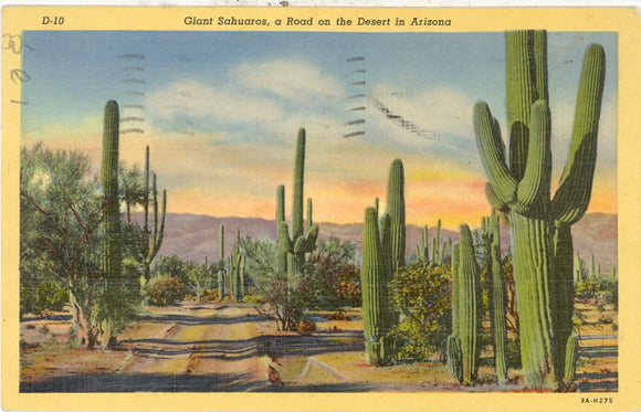 Giant Sahuaros, A Road on the Desert in Arizona - Carey's Emporium