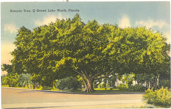Banyon Tree, Q Street, Lake Worth, FL - Carey's Emporium