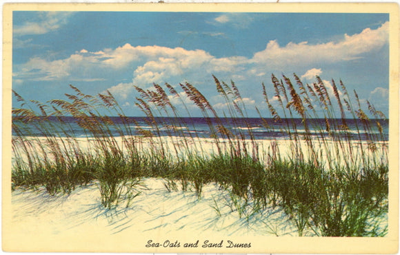 Sea-Oats and Sand Dunes Along Florida's Beautiful Coast Line - Carey's Emporium