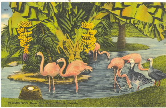 Flamingos, Rare Bird Farm,  Miami, FL - Carey's Emporium