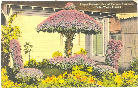 Bougainvillea, Thomas Nurseries, Lake Worth, FL - Carey's Emporium