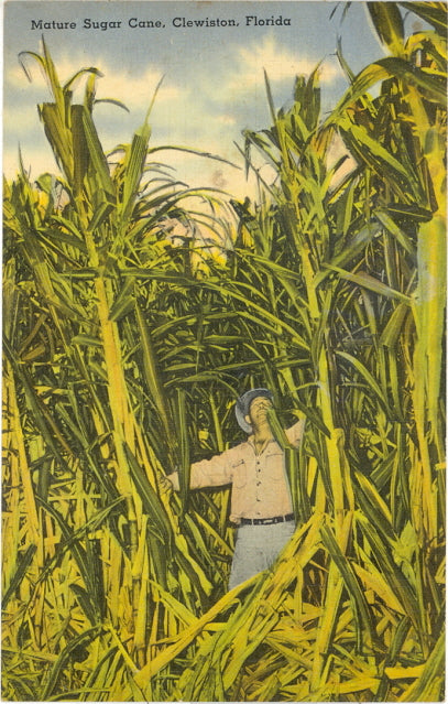 Mature Sugar Cane, Clewiston, FL - Carey's Emporium