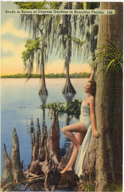 Study in Knees at Cypress Gardens, FL - Carey's Emporium