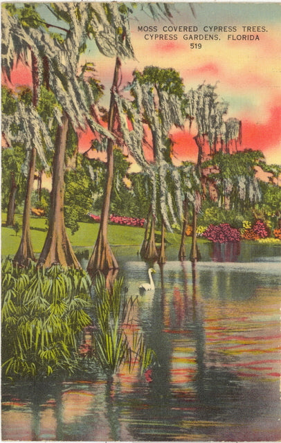 Moss Covered Cypress Trees, Cypress Gardens, FL - Carey's Emporium