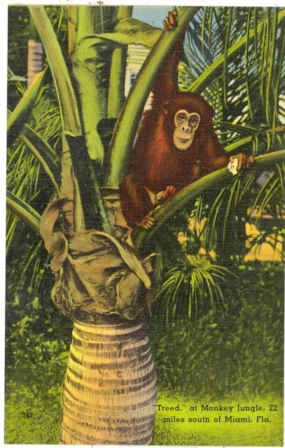 Monkey Jungle, Miami, FL - Carey's Emporium