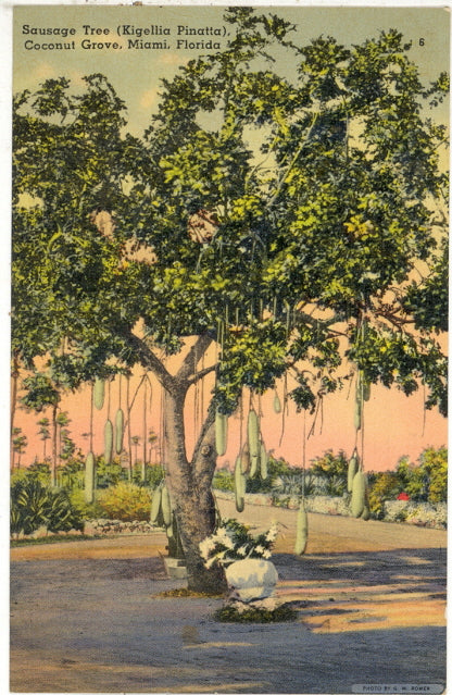 Sausage Tree (Kigellia Pinatta), Coconut Grove, Miami, FL - Carey's Emporium