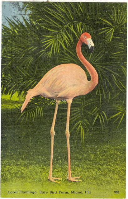 Coral Flamingos, Rare Bird Farm,  Miami, FL - Carey's Emporium