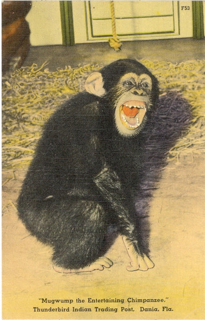 Mugwump the Entertaining Chimpanzee, Thunderbird Indian Trading Post, Dania, FL - Carey's Emporium