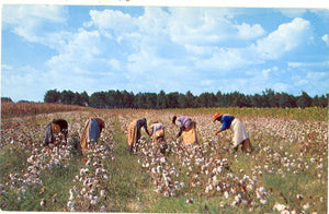 Picking Cotton - Carey's Emporium