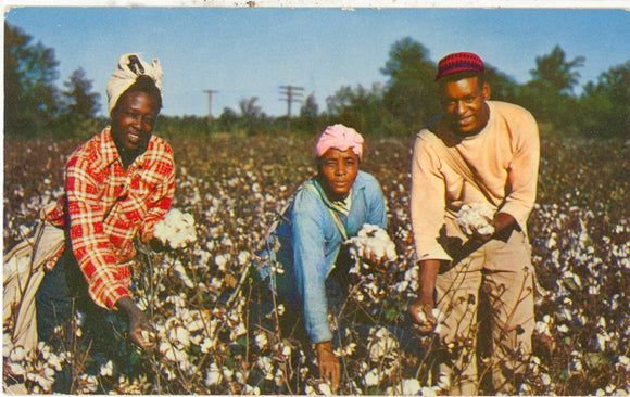 Picking Cotton - Carey's Emporium