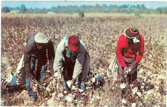 Picking Cotton - Carey's Emporium