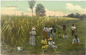 Sugar Cane Field - Carey's Emporium