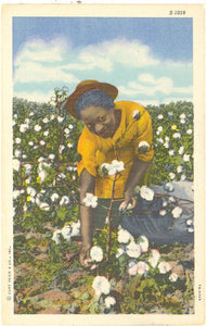 Picking Cotton - Carey's Emporium