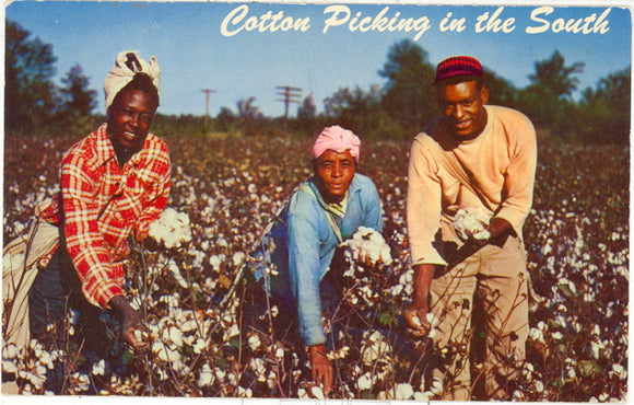 Cotton Picking in the South - Carey's Emporium