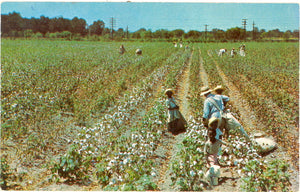 Cotton Picking Time - Carey's Emporium